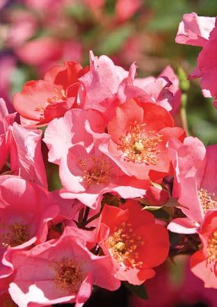 Still another popular AARS awardwinner (1965) is the Mister Lincoln, still considered one of the finest red hybrid teas of all times. More recently, The Meidiland Roses were introduced in 1988.