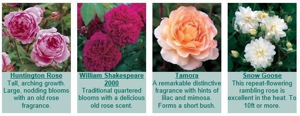 These are: Abraham Darby, Mary Rose, Jude the Obscure, the Dark Lady, Molineux, Sophie s Rose,