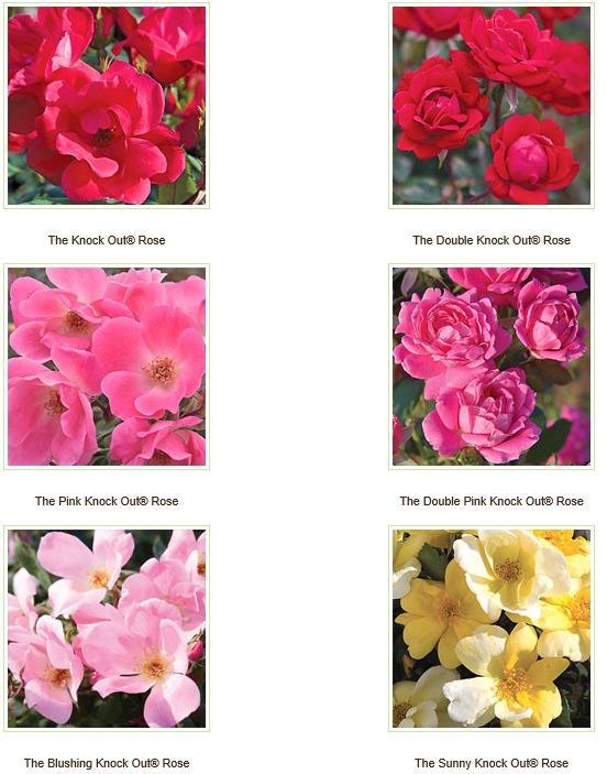 "Knock Out" Landscaping Roses Weaks Roses in California has some very good Knock-out disease resistant roses on Fortuniana rootstock.