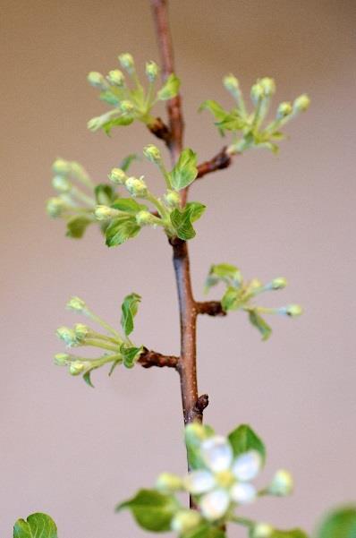 Figure 5: Within 4 inches on this branch, the potential fruit load is 6 clusters of 5 flowers, or a maximum of 30 fruit. Only 1-2 fruit are needed.