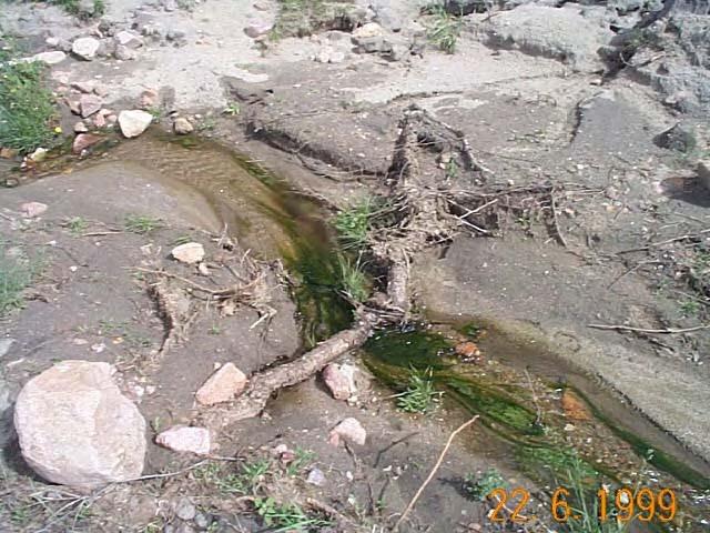 Problems with Tree and Woody Vegetation Growth Vegetation- Caused Problems and Failures 29 states indicated documented evidence where vegetation on dams has either caused dam failure or negatively