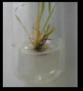 3 Callus formation of (a) FR13A and (b) BRRI dhan 52, regeneration of shoots after first subculture (c) BRRI 52 and (d) FR13A, root formation (e) BRRI 52 and (f) FR13A, acclimatization of (g) BRRI 52