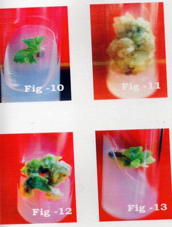 Fig- 10 Medium: Ms +bap-0.5 mg/l +2,4-D-0.5 mg/l Fig-11 Medium MS +BAP 0.5 mg / 1=2-4 D1.5mg/l Fig-12 Medium: MS+Bap 0.5 mg/l+iaa 0.