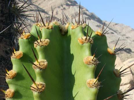 Cactus: any plant that is scientifically