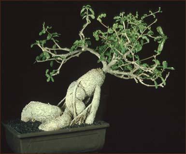 Fockea edulis Root Succulents Brachystelma pachypodium caudiciform plants