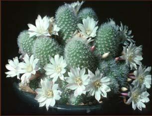 OVER-WATERING can result in root rot and loss of plant. Rebutia albiflora Well-drained soil mix. Good root-to-soil ratio.