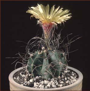 Pests and diseases. Migrating plants. Sources of plants. More information. Rebutia verticillacantha var.