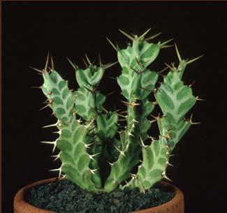 pusilla MORE INFORMATION Euphorbia persistens Books.