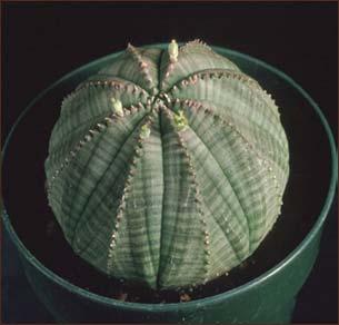 Euphorbia obesa WORDS OF CAUTION!