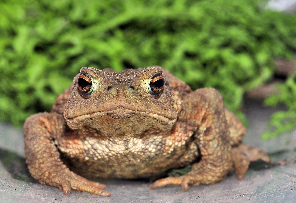 Frogs and Toads If your garden has a pond, you may well see frogs and toads in springtime, as this is their mating season and both species need to lay their spawn in water.