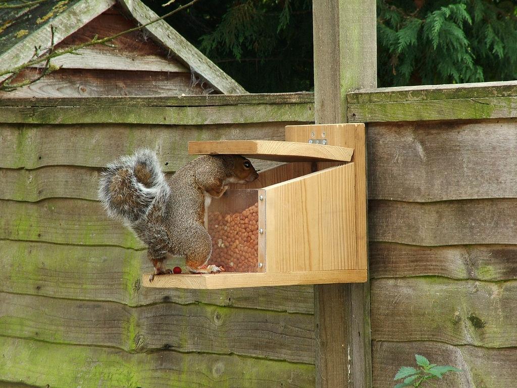 Squirrels Since their introduction to the UK at the end of the nineteenth century, grey squirrels have all but ousted the native British red squirrel.