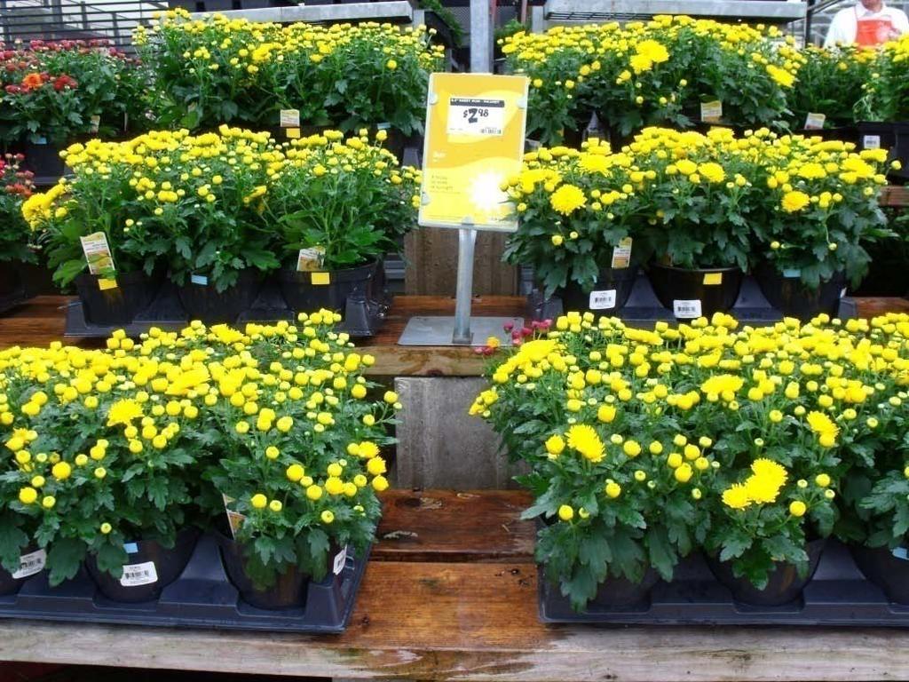 Pageant Retail Study - Garden Mums Pageant (12 oz/ 100 gals) was applied to 3 garden mum cultivars on August 25, 2011.