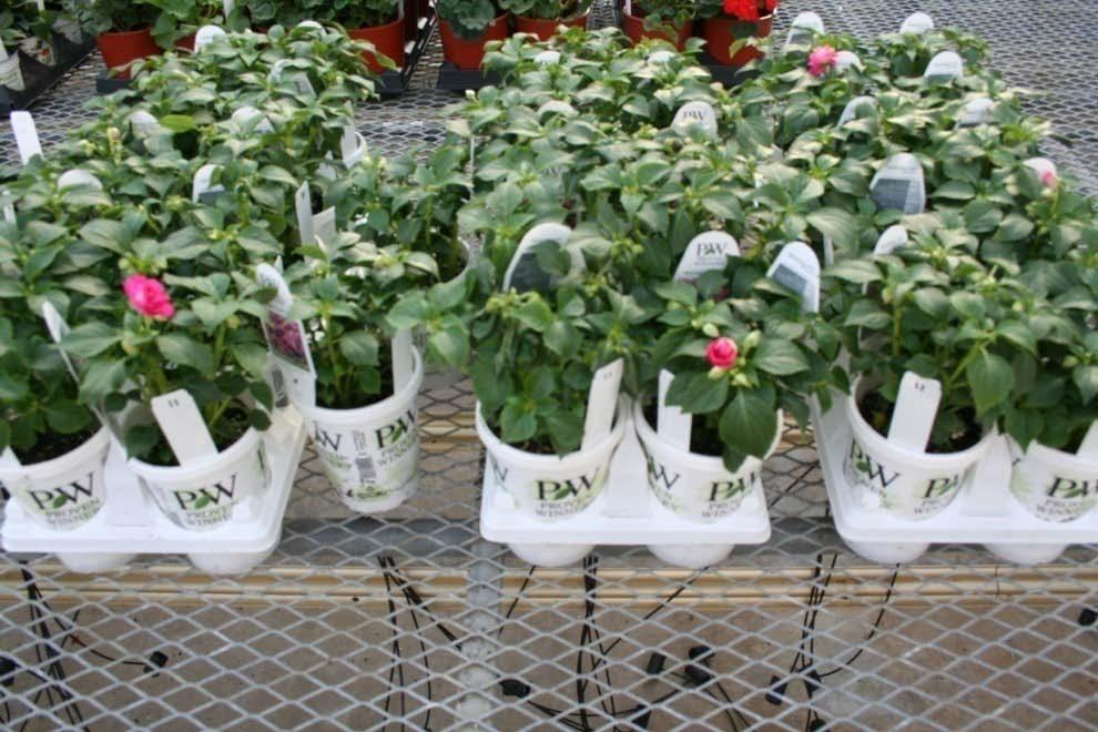 2009 Cold Tolerance Container Trials Trial Details Pageant applications (8 oz/100 gals) were applied to several annual varieties in 4 to 4.
