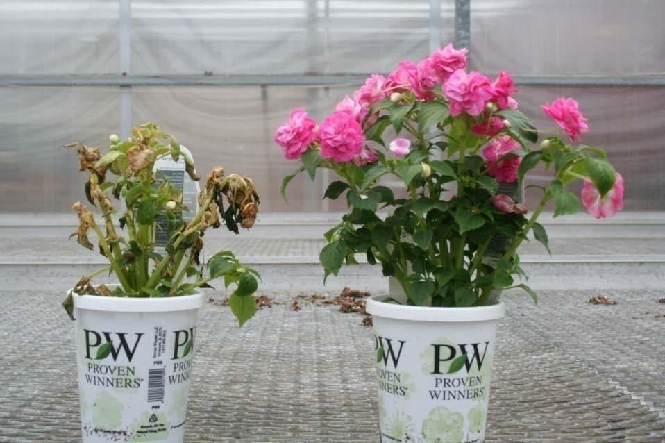 Cold Tolerance Container Trials Results Double Impatiens Rockapulco 9 Days After Cold Event 4 hours 33 minutes below 32 F (29.