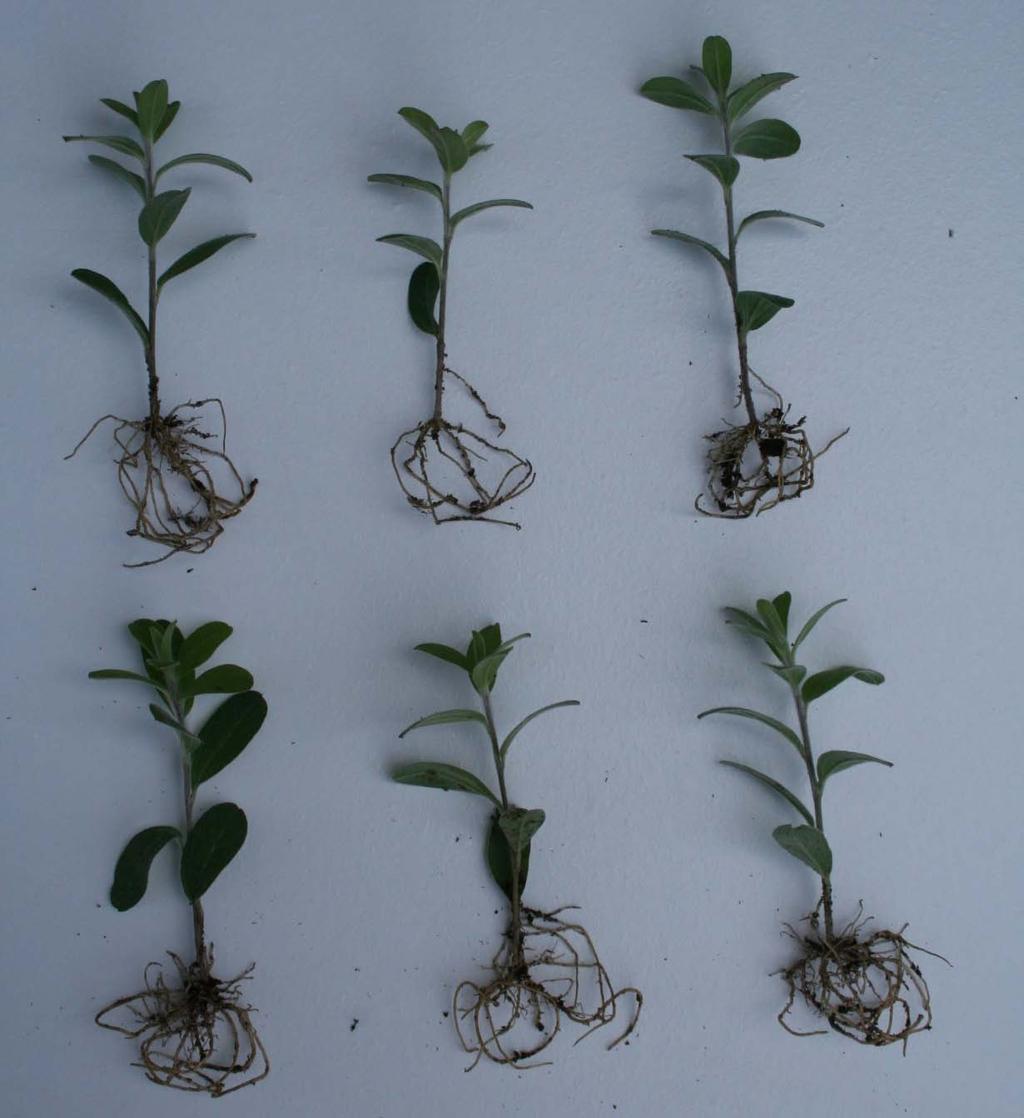 Evolvulus Week 31 URC Trial Untreated 19 Days After Sticking Total Root Length 23.