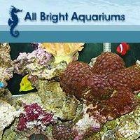 All Bright Aquariums would like to present.