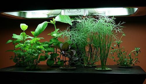 Maintaining a Plants Growth Cycle Natural lighting provides energy necessary for photosynthesis Minerals, oxygen and water delivered through the root