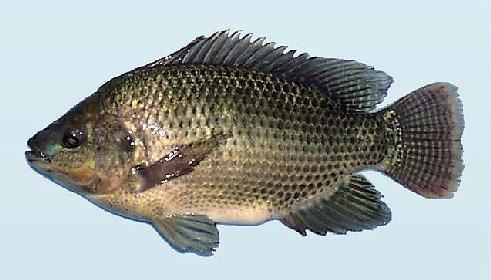 Tilapia Why are Tilapia extremely popular in