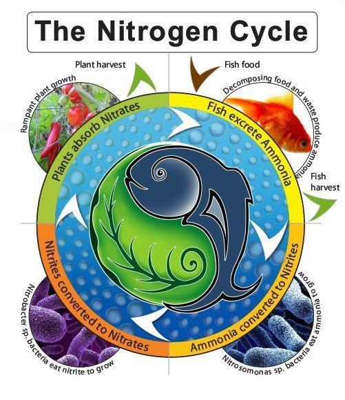 Bacteria plays an important role in the Nitrogen cycle.