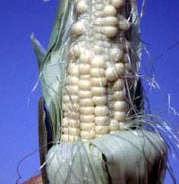 as other corn Plan to separate small plantings of Super Sweets by