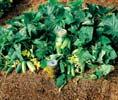 maturity 50 70 Slicing and pickling cultivars Needswarm soil to