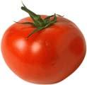 ripening same as tomatoes Tomato Days to maturity 55