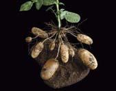 Potatoes Days to maturity 100 120 days Only