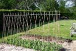 Pole beans need trellising, but yield more in the same