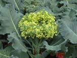 Days to maturity 60 100 days from transplanting Broccoli Two types Heading