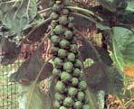 opens Brussels Sprouts 80 100 days after transplanting Can reach 2 3 feet tall