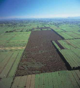 Peat builds up in wet hollows or small lakes, until the lake is filled or the upper limit of the groundwater is reached.