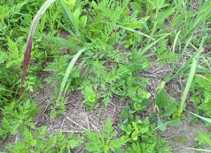 Native Herbaceous Plantings - 4 ESTABLISHMENT Native perennial grasses and wildflowers require different establishment and management methods than introduced cool-season grasses (e.g., tall fescue, orchardgrass).