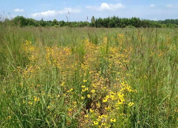 Native Herbaceous Plantings - 7 Disking is not necessarily needed in a diverse stand of wildflowers with a minor component of perennial grasses.