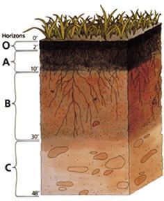 Soil Basics: Horizons/ Soil Profile O: Organic 0 to 2 from surface A: Topsoil 3 to 10 from surface B: Subsoil