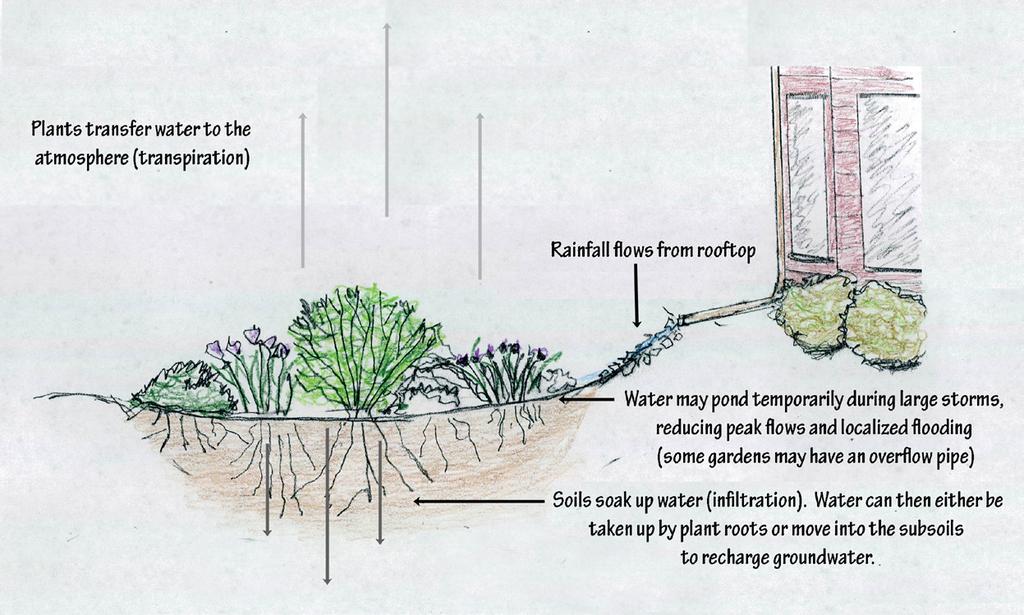 understanding Bioretention Areas Fact Sheet WHAT IT IS Bioretention facilities (also known as rain gardens) are landscaped depressions designed with soils and a variety of plants to receive and treat