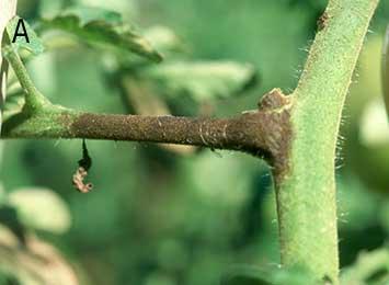 If wet weather continues after the onset of disease, the fruit