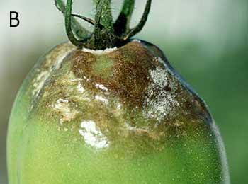 The fruit rot is slow developing but eventually destroys the