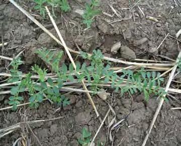 Identifying Ascochyta Blight Ascochyta blight symptoms can be observed in the field as early