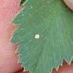 Early lesions are often only the size of a pinhead and can occur on leaflets or stems.