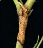 Pycnidia form inside the developing lesions.