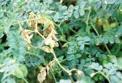 Symptoms that are not Ascochyta Blight: Chickpea is susceptible to other diseases and damage caused