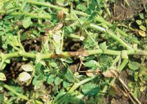 Although advancements in agronomic research and variety development have reduced the impact of ascochyta blight in recent years, it remains an important disease that requires careful scouting and