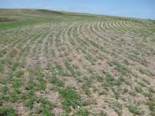 Consider paired-row seeding as an alternative planting configuration: Research conducted by Agriculture and Agri-Food Canada in Swift Current, SK has shown that changing planting patterns from solid