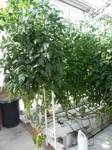 hydroponics: tomatoes, cucumbers, lettuce, herbs,
