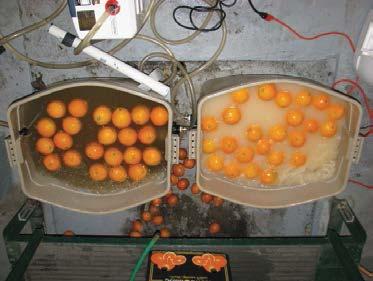 SOAK TANKS In the second study, storage bins were modified to simulate soak tanks used to clean fresh citrus in commercial California packing houses (Figure 2).