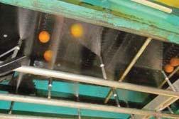 ROLLING OR BRUSHING WITH AND WITHOUT FLOODING AND HIGH-PRESSURE WASHING A pilot-scale packing line at the University of Florida Citrus Research and Education Center (CREC) in Lake Alfred, Florida,