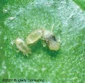 Biological control for mites: Amblyseius