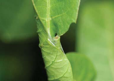 Low risk insecticides: Spinosad