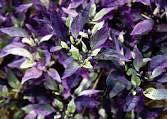 fall. Best banker pepper plant is Purple flash.