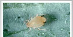 The green peach aphid